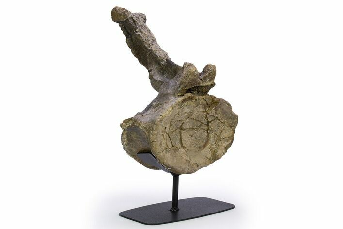 Sauropod (Camarasaurus) Caudal Vertebra - Wyoming #305154